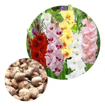Comprar Bulbos De Gladiolos Tamaño 6\u002F8 5 Colores X 20 Bulbos 