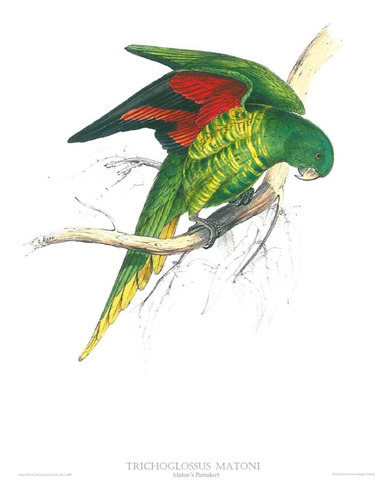 Gravura De Pássaro - Trychoglossus Mattoni - 150,00