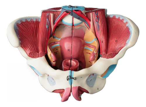 Mini Pelvis Interactiva Con Músculos Pélvicos Movibles
