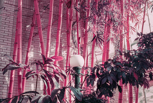 Planta Bambú Rosa, Jardín Único