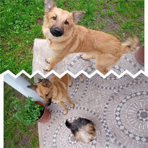 Imagen 7 de 10 de Guardería Canina Zona Sur
