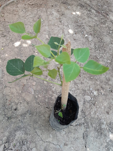 Esqueje O Planta De Colorín Pemuche Pichoco Gasparitos