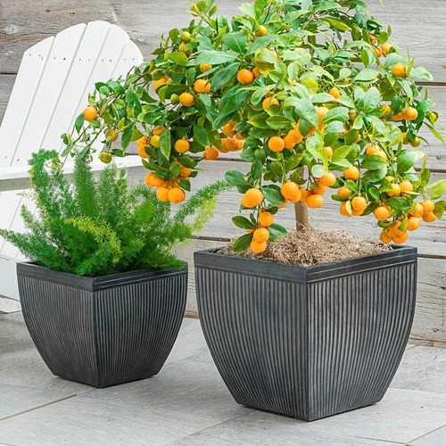 Naranja Enana Arbol Enano Produciendo Con Envio Gratis