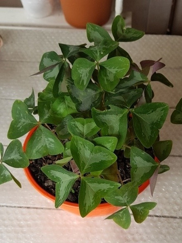 Oxalis -flor De Oca-