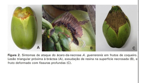 6lt Óleo De Algodão Bruto Coco Sem Pragas Frasco