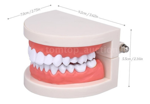 Modelo Dental Enseñanza Únicos Con Cepillo Bambú Pacard