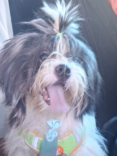 Cachorro Shih Tzu + Lhasa Apso. Macho