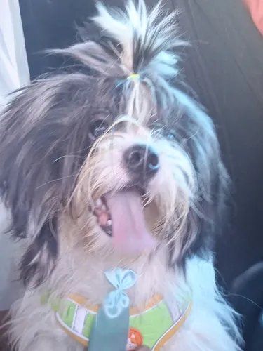 Cachorro Shih Tzu + Lhasa Apso. Macho