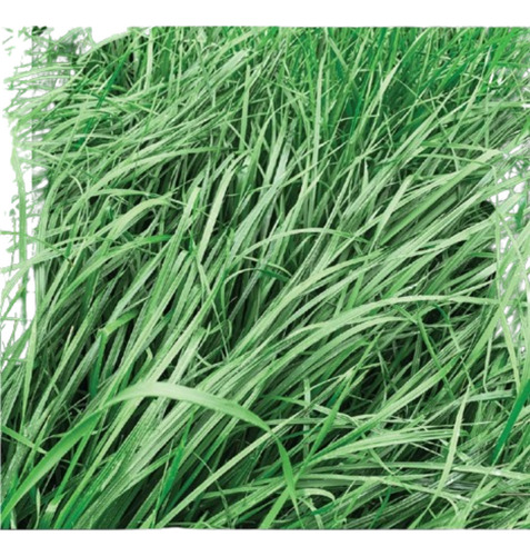 Semilla Forrajes Pastos Ryegrass Dorella Clima Frío 26 Lb