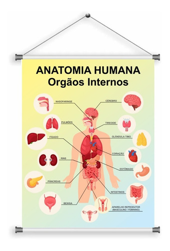 Imagem 1 de 2 de Banner Escola Ciências Anatomia Humana Órgãos Internos 55x70