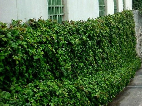Cissus ( Enredadera ) , Cissus Duarteana 1.40 M