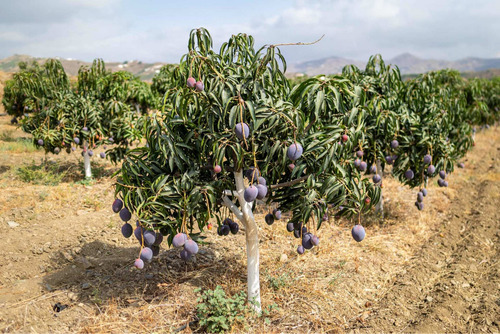 Planta Mango Var. Sensation (injertados) Se Hacen Envíos.