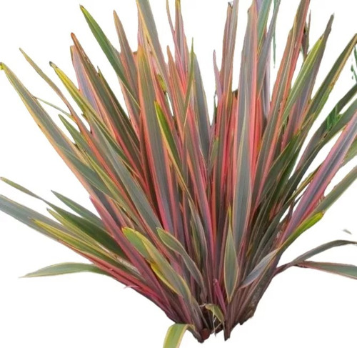 Phormium Sundowner