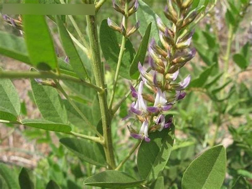O Alcaçuz (glycyrrhiza Glabra) 100 Gr (ervas Para Chá)