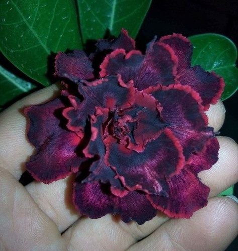 Adeniums Rosa Del Desierto  Black Red 