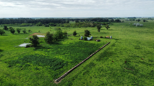 Campo 350 Has, Gobernador Udaondo, Partido De Cañuelas, Buenos Aires.