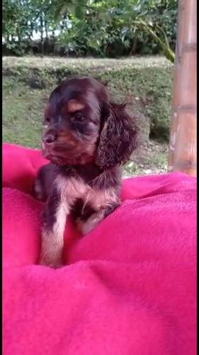 Perros Cachorros Cocker Spaniel Coquer Coker Espaniel Puppy