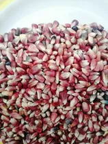 Comprar Bulto 25 Kilos Semilla Maíz Rojo Criollo Mexicano Sembrar 