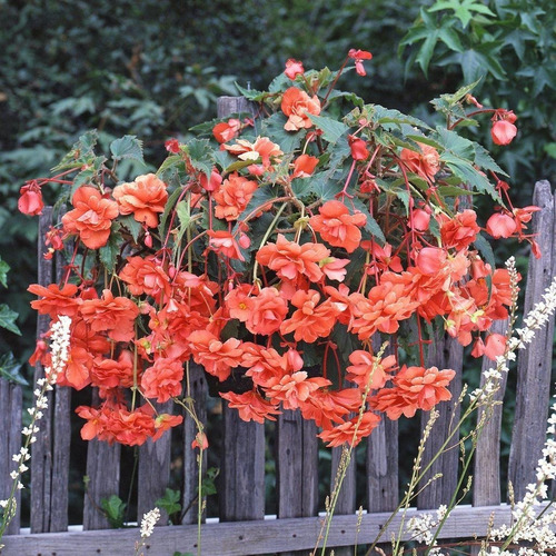 Bulbos De Begonia Cascade 7 Colores Imp Holanda
