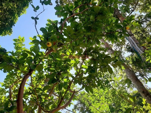 Imagem 26 de 27 de Casa Independente Na Fazenda Suíça. - Ca01715 - 69410568