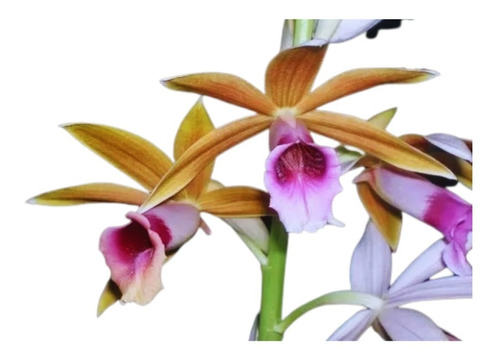 Muda De Orquídea Phaius Tankerville | Parcelamento sem juros