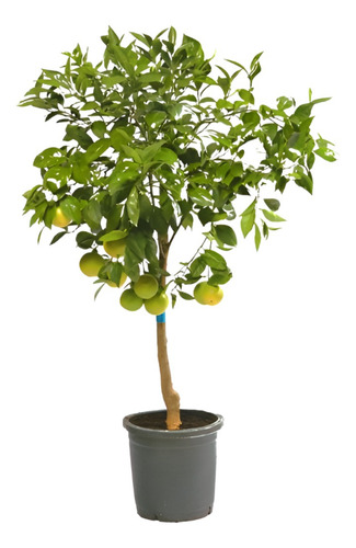 Planta Ciprés Limón Para Que Sirve
