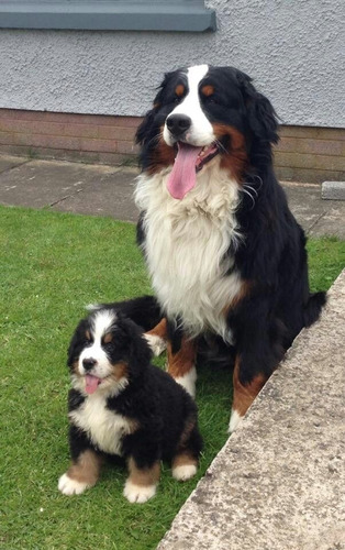 Cachorros Bernes De La Montaña