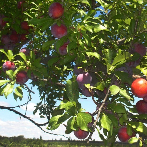 Imagen 2 de 3 de Arbol Ciruelo Injertados Envios A Todo Chile