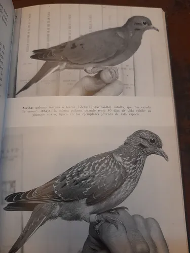 De La Fauna Bonaerense Raúl Carman Excelente E3 (Usado)
