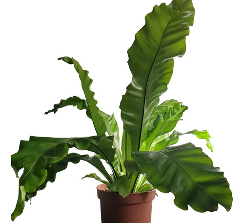 Helecho Asplenium O Nido De Ave 