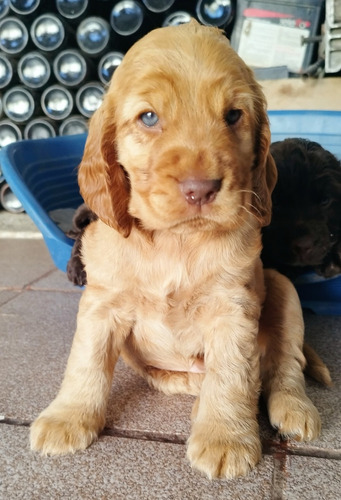 Cachorro Cocker Spaniel, Macho Dorado