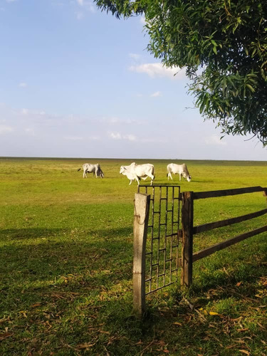 Imagen 5 de 15 de Hato En Venta En Elorza, Apure