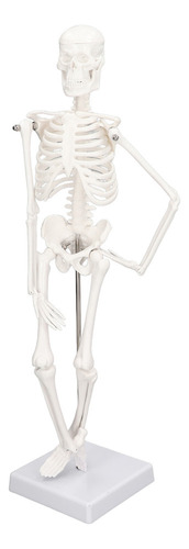 Esqueleto Modelo 45cm Mini Pvc Cuerpo Humano Estructura Hues