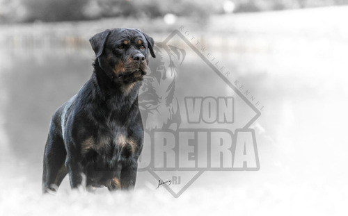 Filhotes De Rottweiler !! Alto Padrão Genético