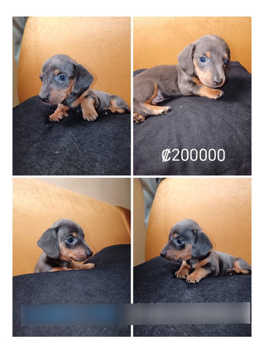 Perros Salchicha