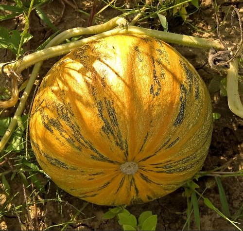 50 Semilla De Calabaza Zapallo + Instructivo