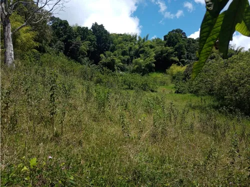 Venta Finca Productiva Montenegro Pueblo Tapao - 11 Cuadras