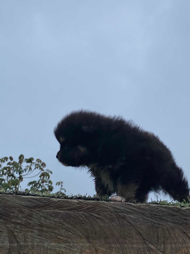 Imagen 9 de 9 de Cachorros Pomerania Mini Lulú Pomerania