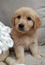 Comprar Golden Retriever. Garantia De Raza