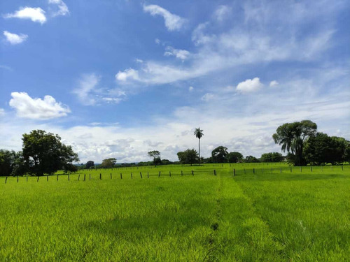 Imagen 10 de 30 de Se Vende Finca Ganadera En El Estado Barinas
