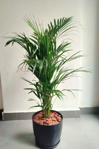 Combo Palmera Areca + Maceta Premium Nº27