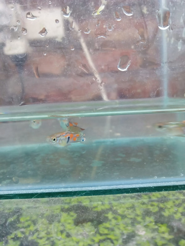 Lebistes Gupys Endler Verde  Macho Juv Por 5 Peces No Envio