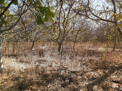 Terreno 100 % Plano Agricola De 3,6 Hectareas