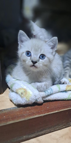 Gato Angora Choco Animal Pets Colombia 