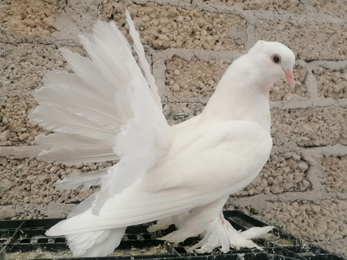 Palomas Colipavas Blancas