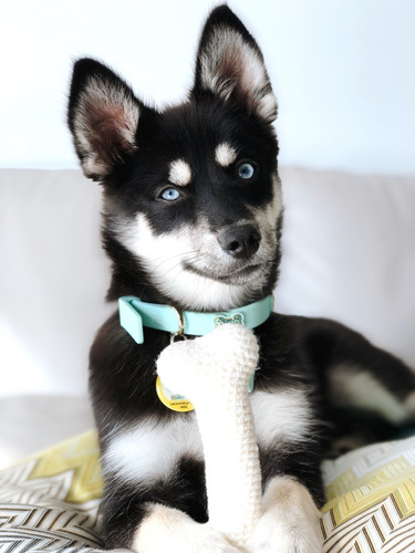 Imagen 3 de 6 de Juguete Hueso Para Perro