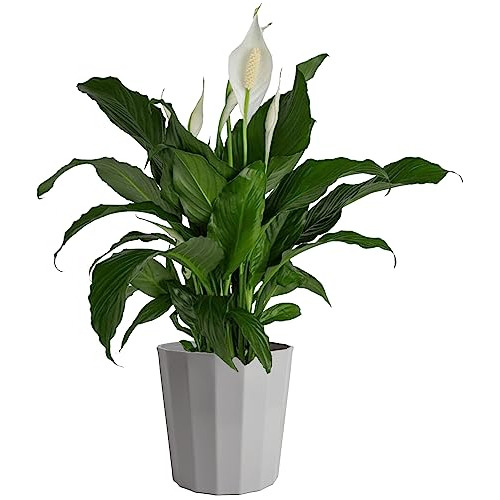 Peace Lily Spathiphyllum, Planta De Interior, 3 Pies, M...