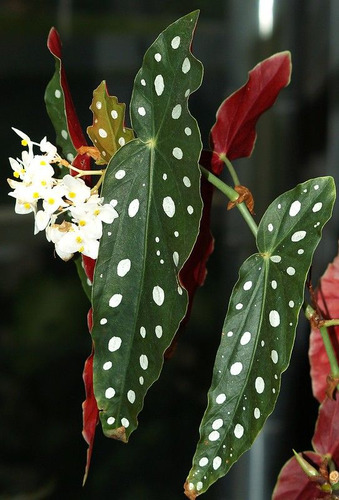 Begonia Maculata P13 - 2 Unidades