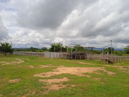 Imagen 23 de 25 de Finca Venta Lara Acarigua En Venta (gamelotal) De 251 Hectareas