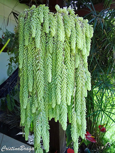 10 Mudas De Rabo De Burro Suculenta Sedum Morgenianum